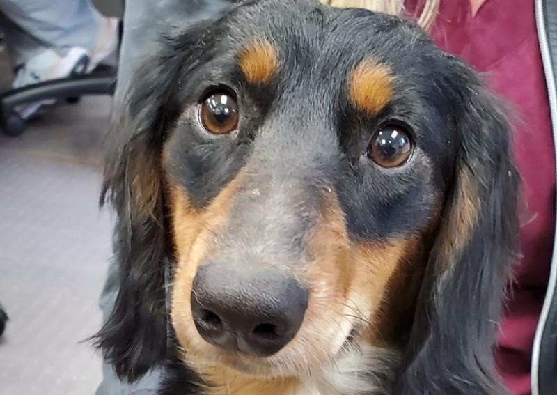 Carousel Slide 18: Columbus Dog Veterinarian