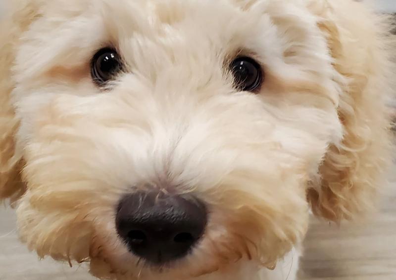 Carousel Slide 11: Columbus Dog Veterinarian