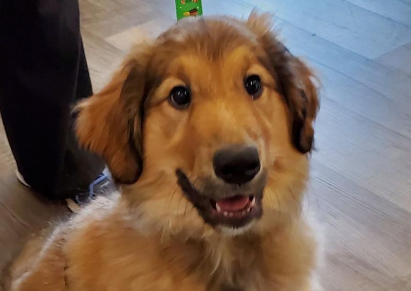 Carousel Slide 19: Columbus Dog Veterinarian