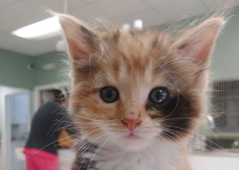 Carousel Slide 9: Cat Veterinary Care, Columbus